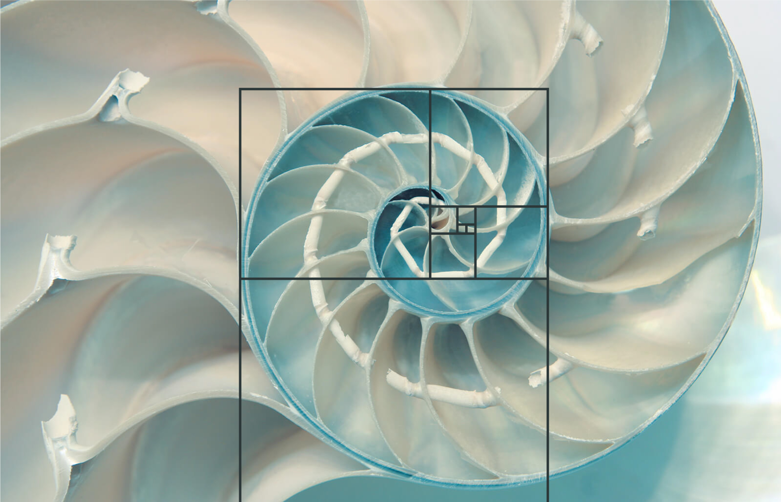 La proporción áurea en el diseño